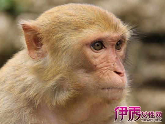 梦见猴子对自己说话