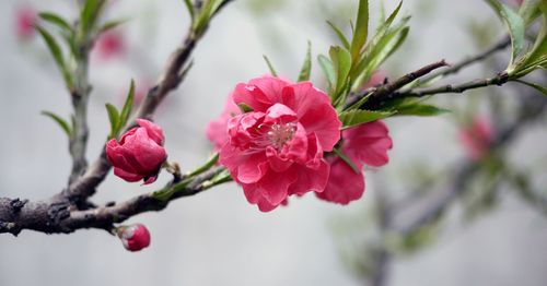 9月桃花运提升,财高八斗,前景一片光明的3大生肖!
