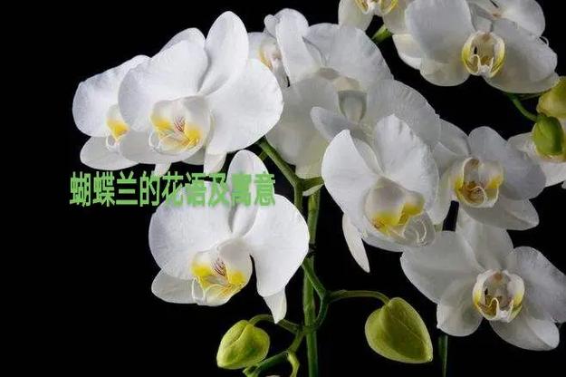 蝴蝶兰的花语和寓意