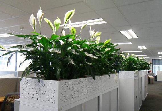 原来办公室里面不是摆放植物越多风水越好