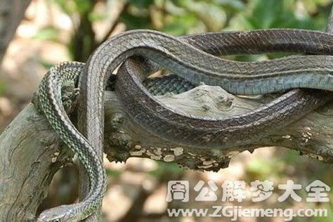 女人梦见蛇注意什么,女人梦见好多蛇是什么意思