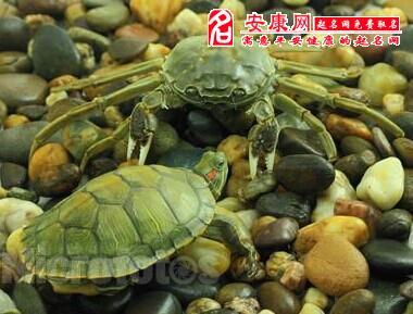 梦见海龟和螃蟹是什么意思