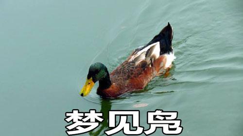 梦到凫是什么预兆