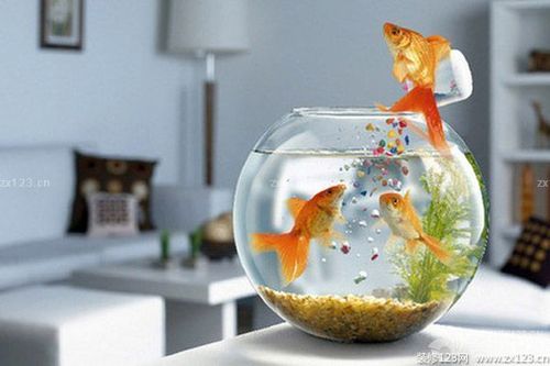 养鱼风水讲究 卫生间养鱼风水讲究