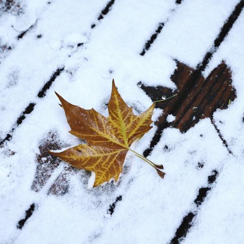 梦见在雪中别人给自己照相什么意思