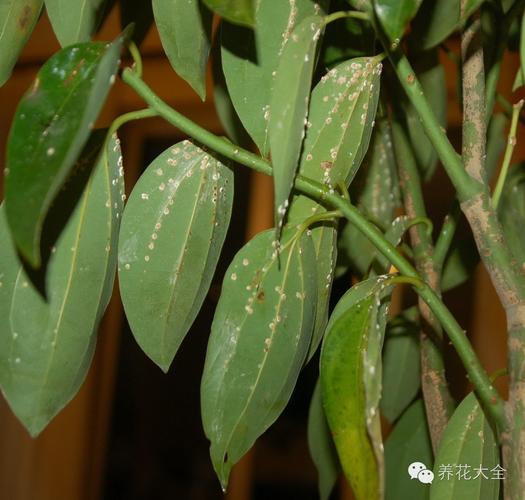 养风水树说:平安树病虫害防治方法
