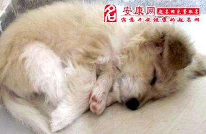 女人梦见狗丢了到处找,女人梦见钱丢了到处找