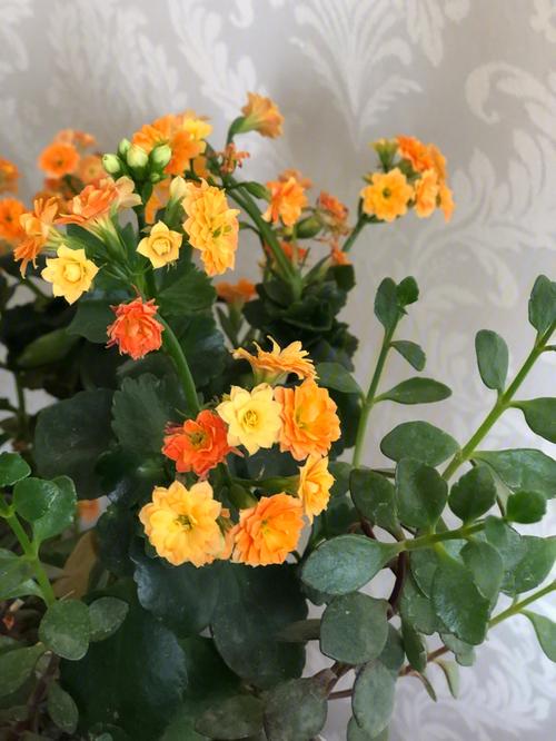 梦见别人家的花很旺盛