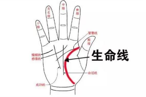 生命线上的支线都是正面的吗