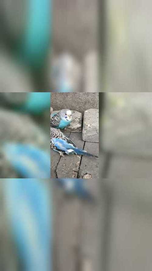 为什么会梦见鹦鹉死了