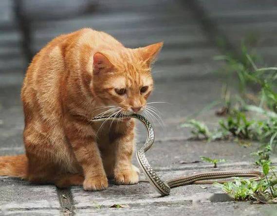 梦见老鼠蛇猫 梦见老鼠蛇猫狗
