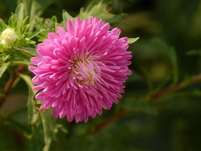 翠菊的花语:可靠、坚定的爱情