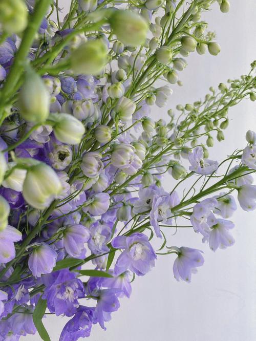日本进口花材小飞燕草的花语是什么?