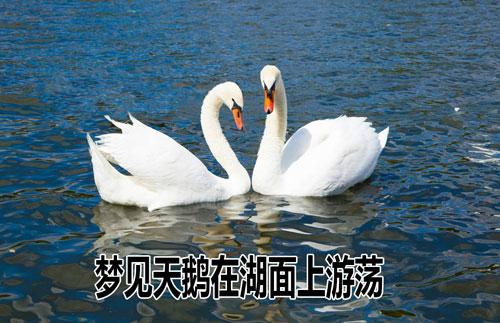 梦见天鹅在湖面上游荡是什么意思