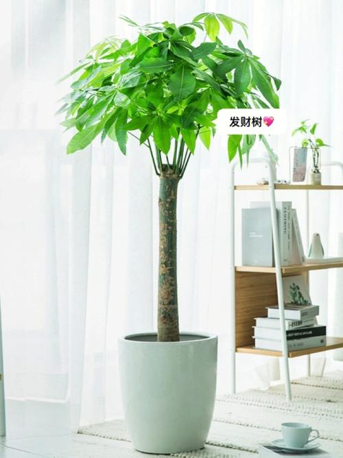 店面门口的植物摆放有什么禁忌