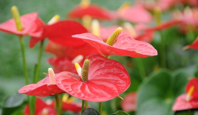 属马的代表花是什么花
