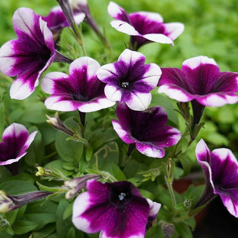 花语传说:矮牵牛花的花语是什么?