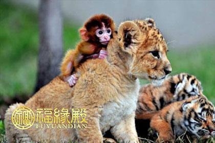 属虎的人和属猴的人相配吗?属虎忌讳几月出生?