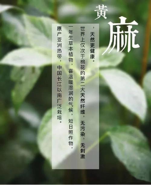 梦见黄麻周公解梦,梦见黄麻是什么意思?