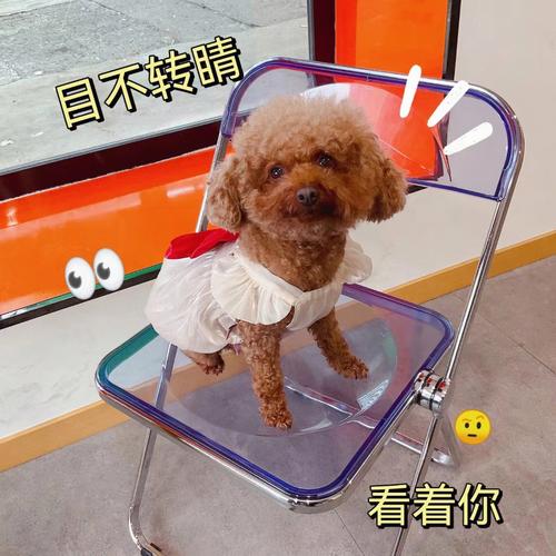 梦见泰迪狗 梦见泰迪狗会说话