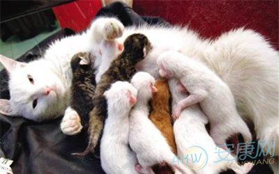 梦见自己生孩子变成猫,需要多一点休息