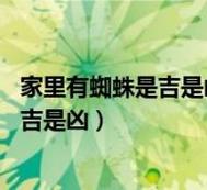 2020年家里有小蜘蛛是吉是凶