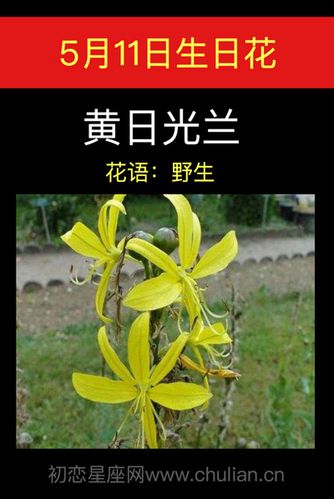 5月11日生日花语:黄日光兰