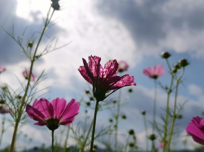10月19日生日花语:波斯菊,10月19日是什么星座?
