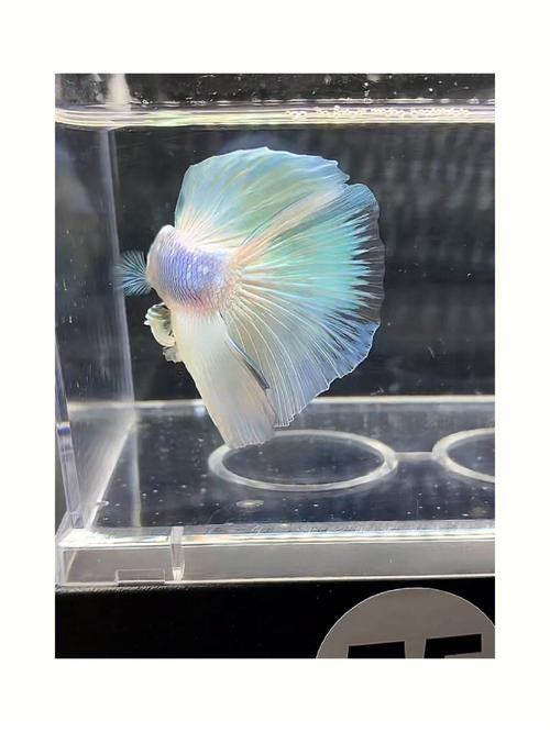 养斗鱼风水好吗?家里养什么鱼风水好?