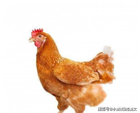 属鸡励志排行榜