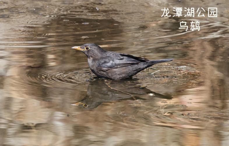 好听的鸟名字
