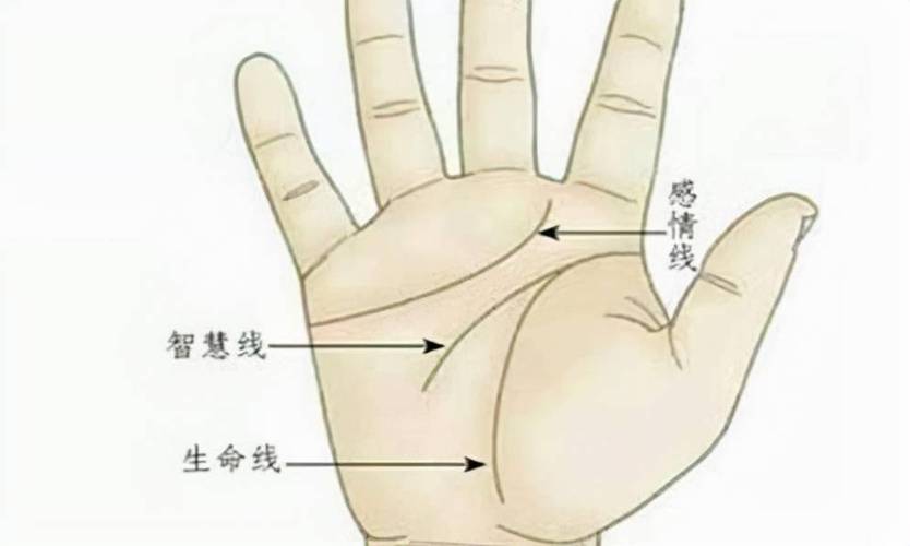 “掌中三样纹,荣华富贵陈”指的什么?掌纹中隐藏着哪些秘密呢?