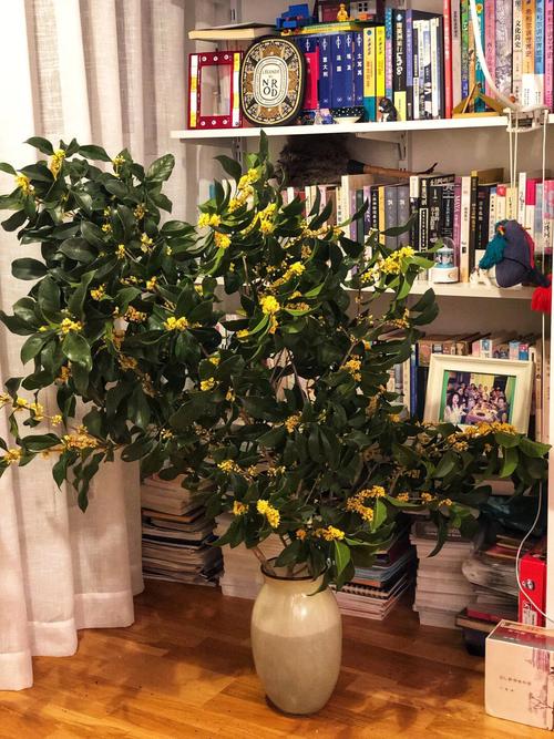 家里为什么不能种桂花