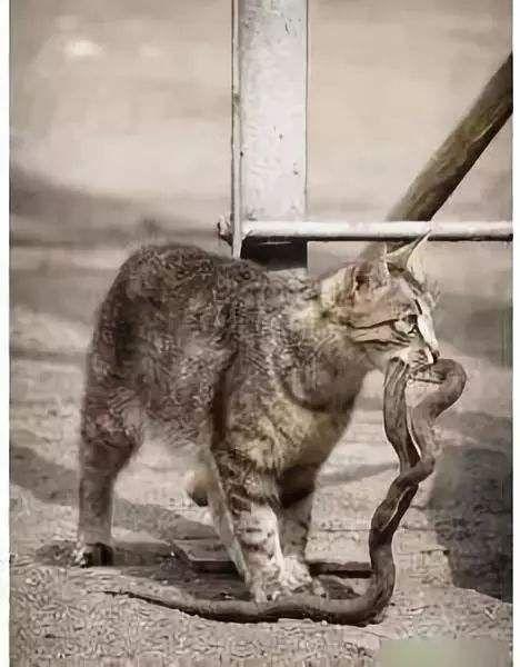梦见野猫咬死蛇