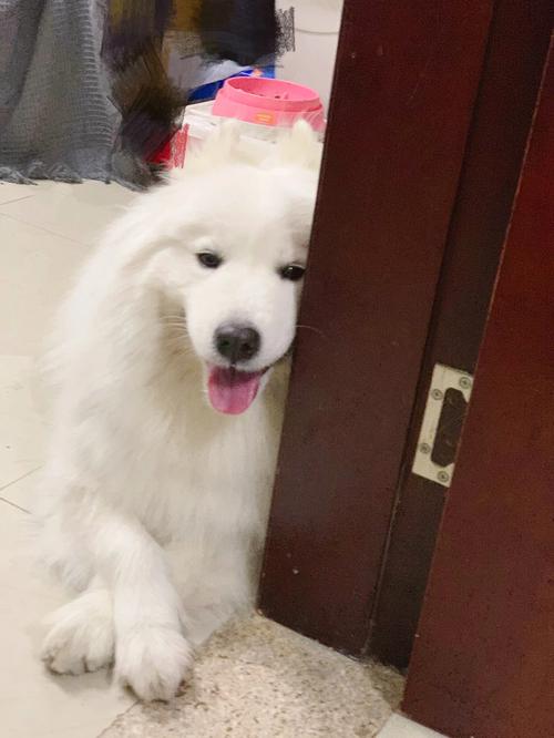 非一般的感觉 猫咪的名字独特一点