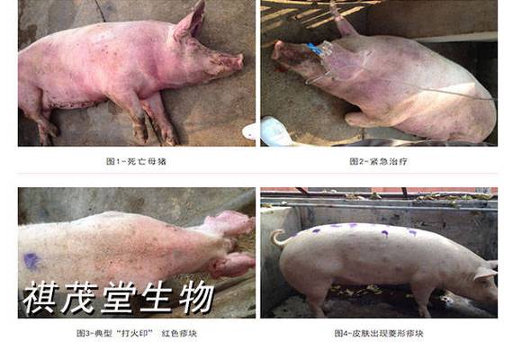 梦见猪身上有血