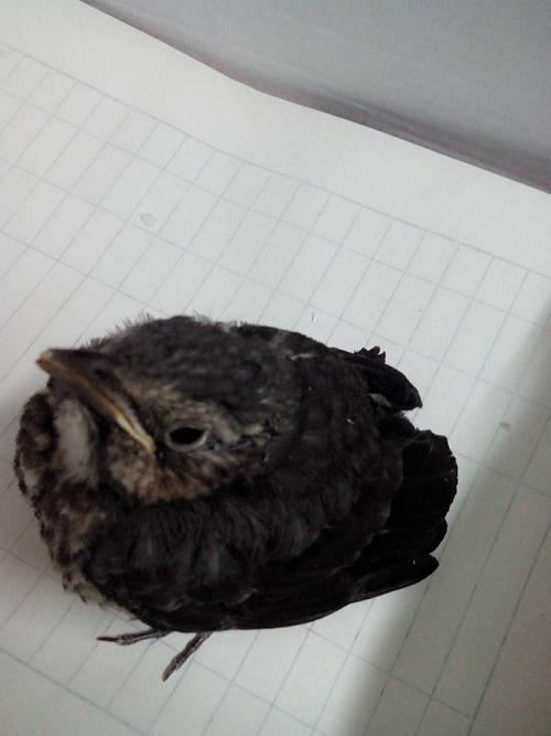 梦见一只黑色的幼稚鸟