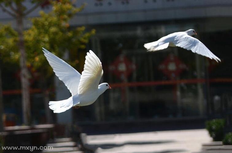 梦见养鸽子是什么意思