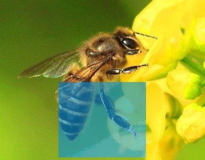 梦见自己打死蜜蜂是什么预兆