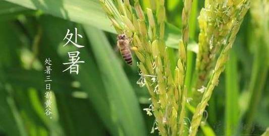 2020年处暑节气子时生人五行缺什么,是什么命?