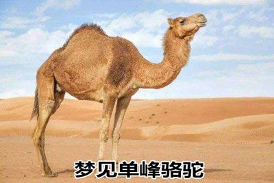 梦见单峰骆驼