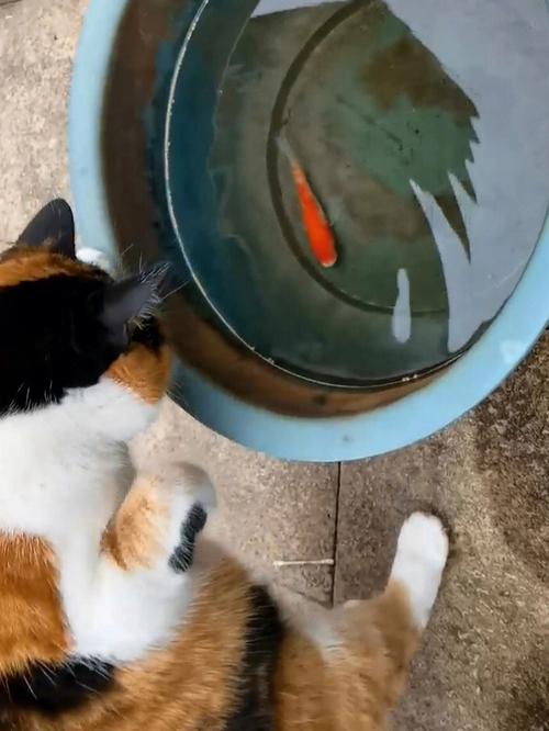 梦见猫偷吃鱼意味着什么