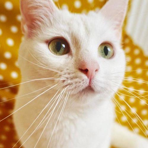 天秤座猫咪:雅痞猫