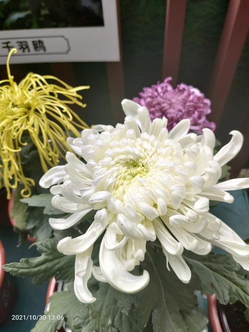 梦见好多菊花