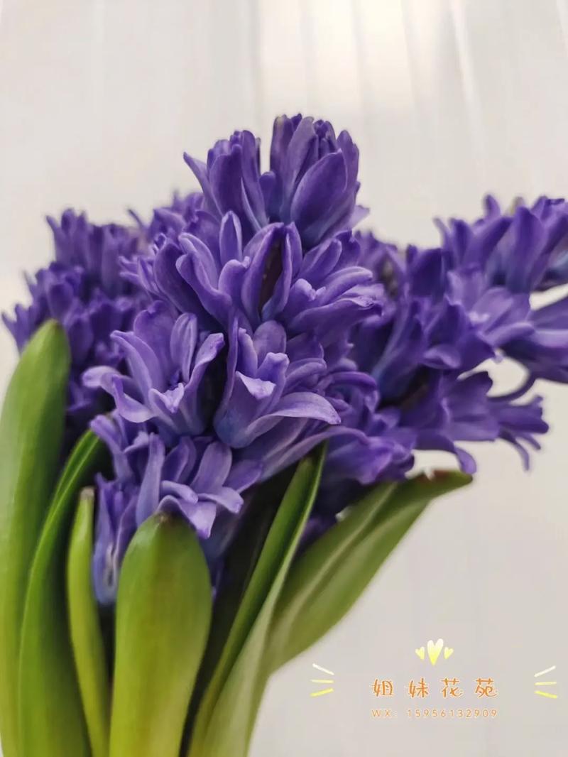 风信子花的花语