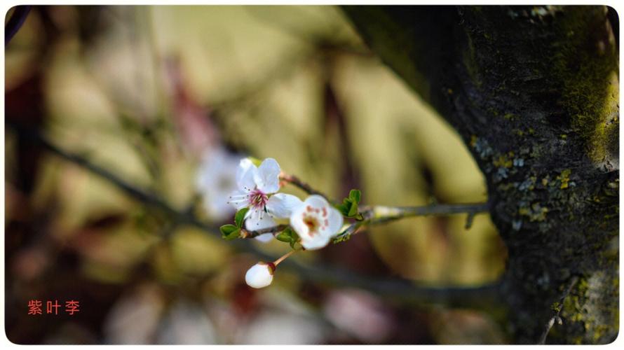紫叶李的花语:幸福、向上、积极