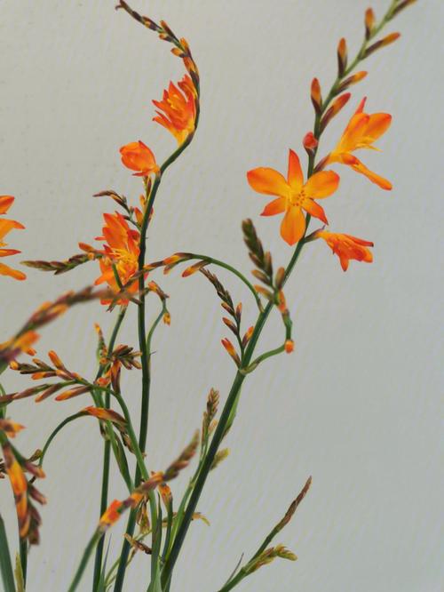 火花兰花语是什么?