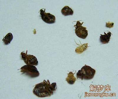 周公解梦大全 梦见臭虫