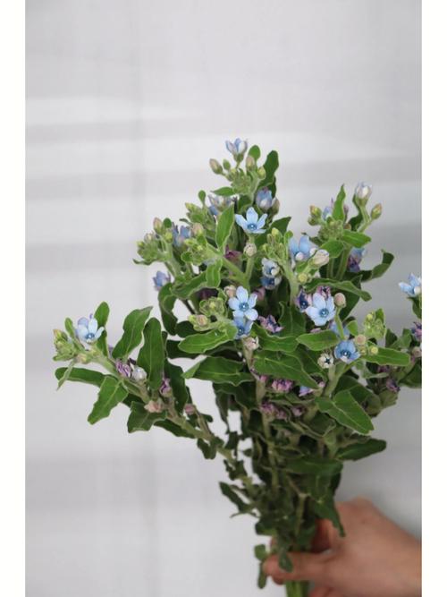 蓝星花的花语:把握现在