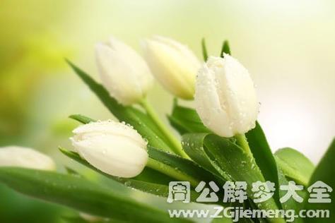 梦见白色的花开得很漂亮很大好不好